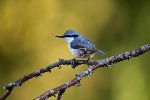 A Northern Nuthatch sitting on a branch fork in side view against a green background