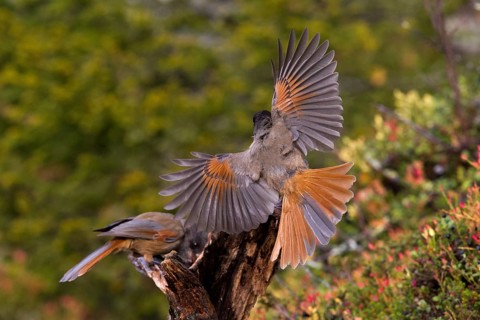 An unlucky jay sits on a tree stump, another comes flying in and can be seen from behind