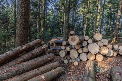 Wrecked Hudson Terraplane K Tourer Sedan built in 1935 that has been sitting in a forest for