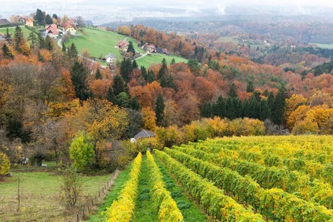 Autumn atmosphere, foliage colouring in forest and vineyard, St. Andrä-Höch, Sausal, Styria,