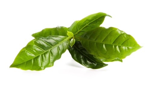 Leaves coffee tree isolated on white, lodz, poland