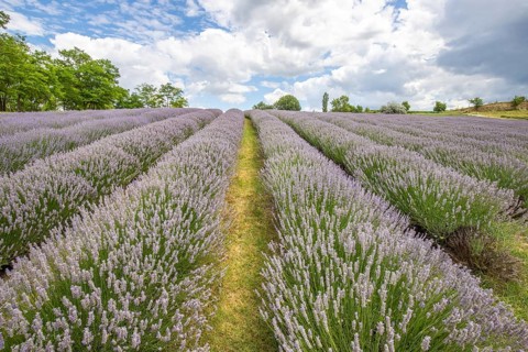 Beautiful summer evening in a lavender field. Large blue lavender bushes blooming in a cultivation