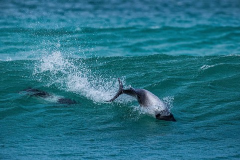 Commerson's dolphins (Cephalorhynchus commersonii), also known as Jacobita or Tonina, surfing in a