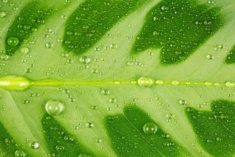 Green leaf and water drop close up