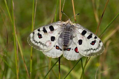 Apollo butterfly, Parnassius apollo, Apollo
