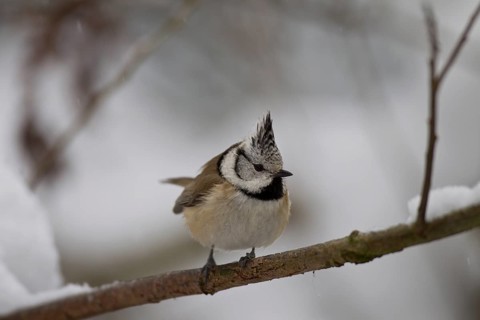 Haubenmeise, Lophophanes cristatus, Syn. Parus cristatus, European crested tit