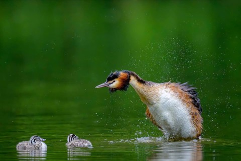 Great crested grebe (Podiceps scalloped ribbonfish) shakes itself wet while two chicks swim in the