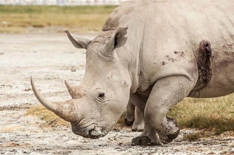 A White Rhino in Lake Nakuru National Park that has been wounded by a bullet from a rifle, most