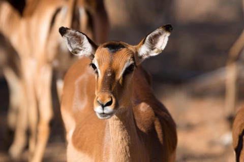 Impala portrait