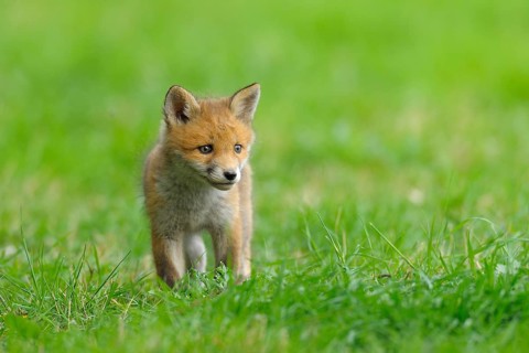 Fox cub, Vulpes vulpes, Germany, Europe
