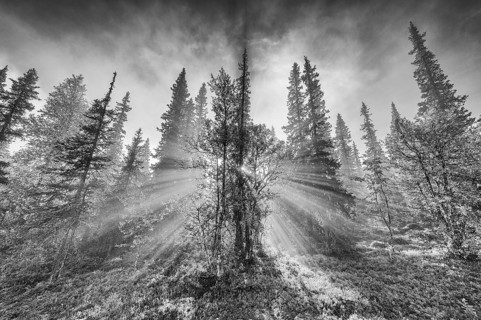 Sunbeams falling through trees, Dundret Nature Reserve, Gällivare, Norrbotten, Lapland, Sweden,