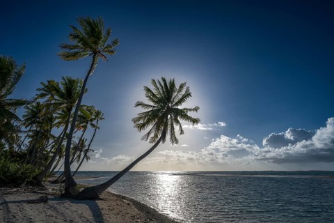 Coconut palms (Cocos nucifera) against the light, Tikehau, Atoll, Tuamotu Archipelago, Tuherahera,