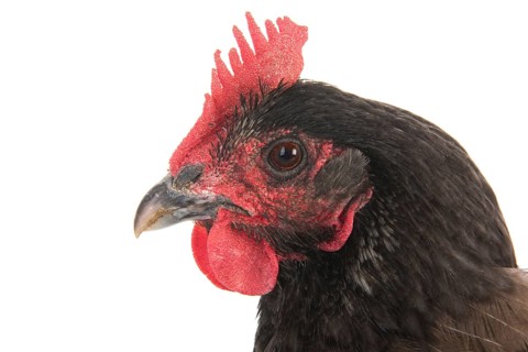 Portrait gray chicken isolated over white background