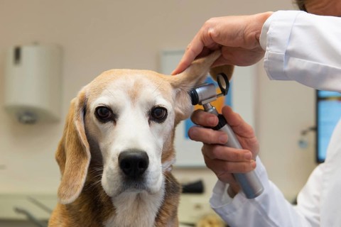Ear examine by the veterinarian