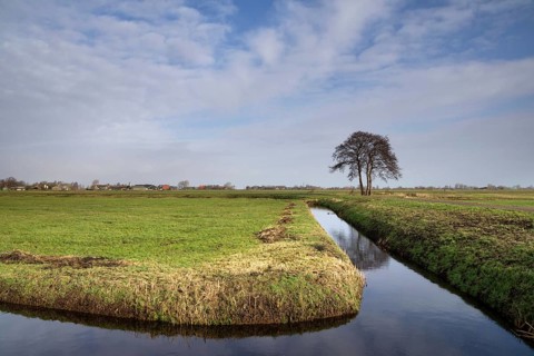 Solitary tree in a wide landscape near the Frisian village of Oosterzee