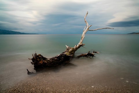 Old driftwood tree on a rocky beach with turquoise water behind under an overcast sky