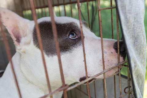 The face of a fighting breed dog in an enclosure