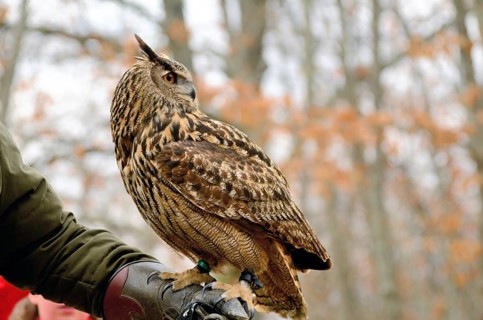 Portrait of a great horned Owl Bubo viriginianus