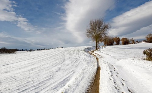 A lonely tree with a white snowy field