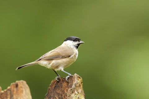 Marsh tit on tree root. Marsh Tit on root