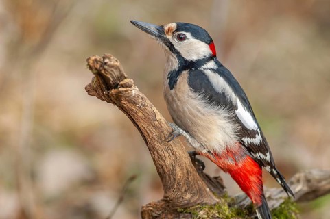 Great Spotted Woodpecker (Dendrocopos major) on a branch in the forest. Bas-Rhin, Alsace, Grand