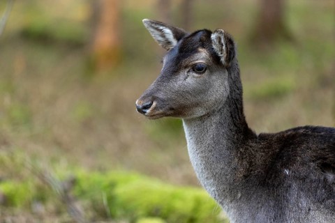 Fallow deer, female fallow deer (Dama dama), animal portrait, Landsberg am Lech Wildlife Park,