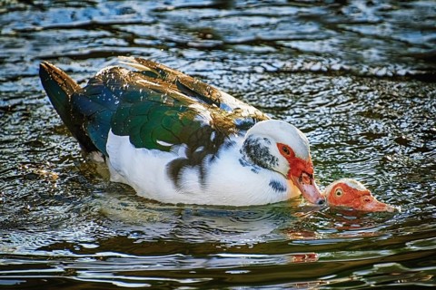 Ducks Coupling in the Water Varna, Bulgaria, Europe