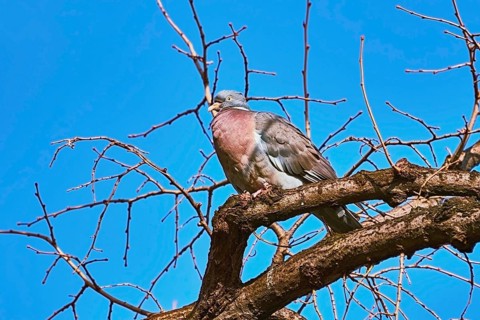 Common Wood pigeon (Columba palumbus) Perching on the Bough Varna, Bulgaria, Europe