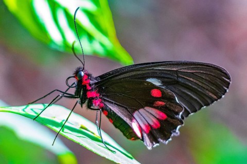 Red and black noble tropical butterfly on green nature background on big tropical island Ilha