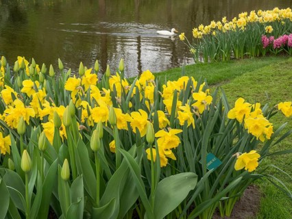 Wild daffodils blooming at the edge of a pond, a swan swims in the background, amsterdam, the