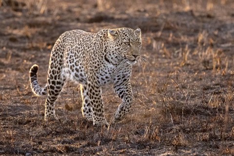 A leopard in the morning light runs across the still cold and wet savannah