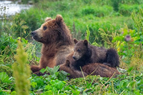 A female brown bear and her cubs lie in the grass, Kamchatka, Russia, Europe