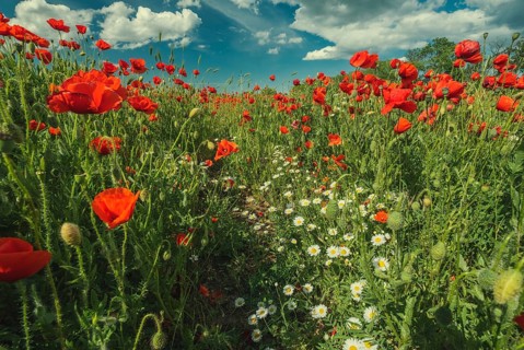 Field of poppy flowers and daisies at summer
