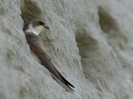 Sand martin (Riparia riparia) sitting at the entrance to its breeding tube, Rhine bank, High Rhine,