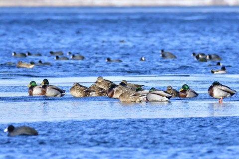 Mallard on an ice floe .Mallard in winter on an ice floes