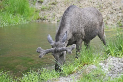 Bull moose in a pond. Male moose in a pond
