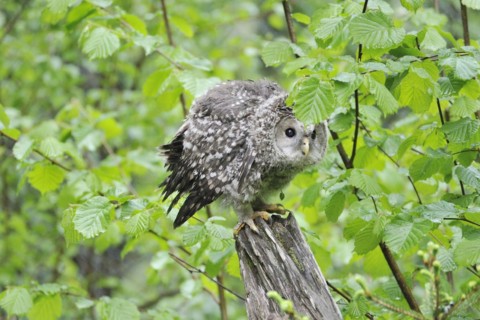 Young Ural owl on a trunk tree