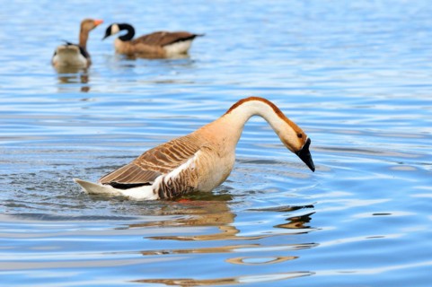 Schwanengans (Anser cygnoides), Swan Goose (Anser cygnoides) am Ammersee