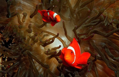 Spiny anemonefish, Premnas aculeatus, Indonesia, Wakatobi Dive Resort, Sulawesi, Indian Ocean,