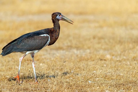 Abdim's stork, rain stork, Abdim, (Ciconia abdimii), African stork species, family of storks,