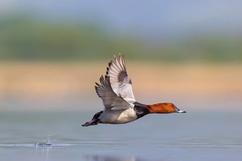 Pochard, (Aythya ferina), Anas ferina, animals, birds, duck birds, flight photo, Race area -