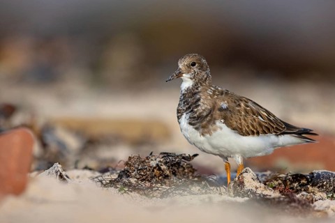 Turnstone, (Arenaria interpres), Animals, Birds, Snipe family, Heligoland, Schleswig-Holstein,