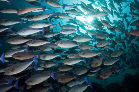 Swarm of blue-tailed nose doctor, Naso caeruleocauda, Raja Ampat, West Papua, Indonesia, Asia