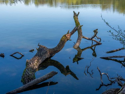 Deadwood reflected in the water of the Kreuzteich pond in the Riddagshäuser Teiche nature reserve,