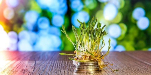 Sprouted wheat on stack of coins nature background. Roots, food, health. Micro green sprouts.