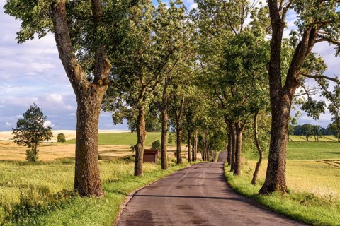 Avenue in Masuria
