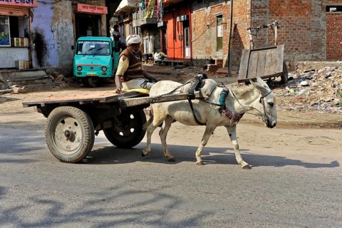 Fort Amber, Amber, near Jaipur, Rajasthan, North India, India, Asia, Scene of an everyday street
