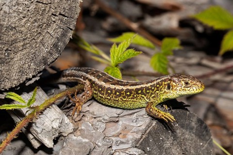 Sand lizard (Lacerta agilis)