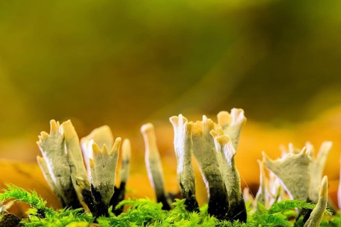 Candlestick fungus