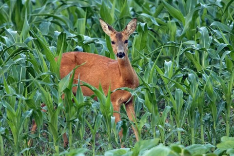 Roe deer (Capreolus capreolus)